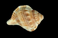 藏品(赤蛙螺)的圖片